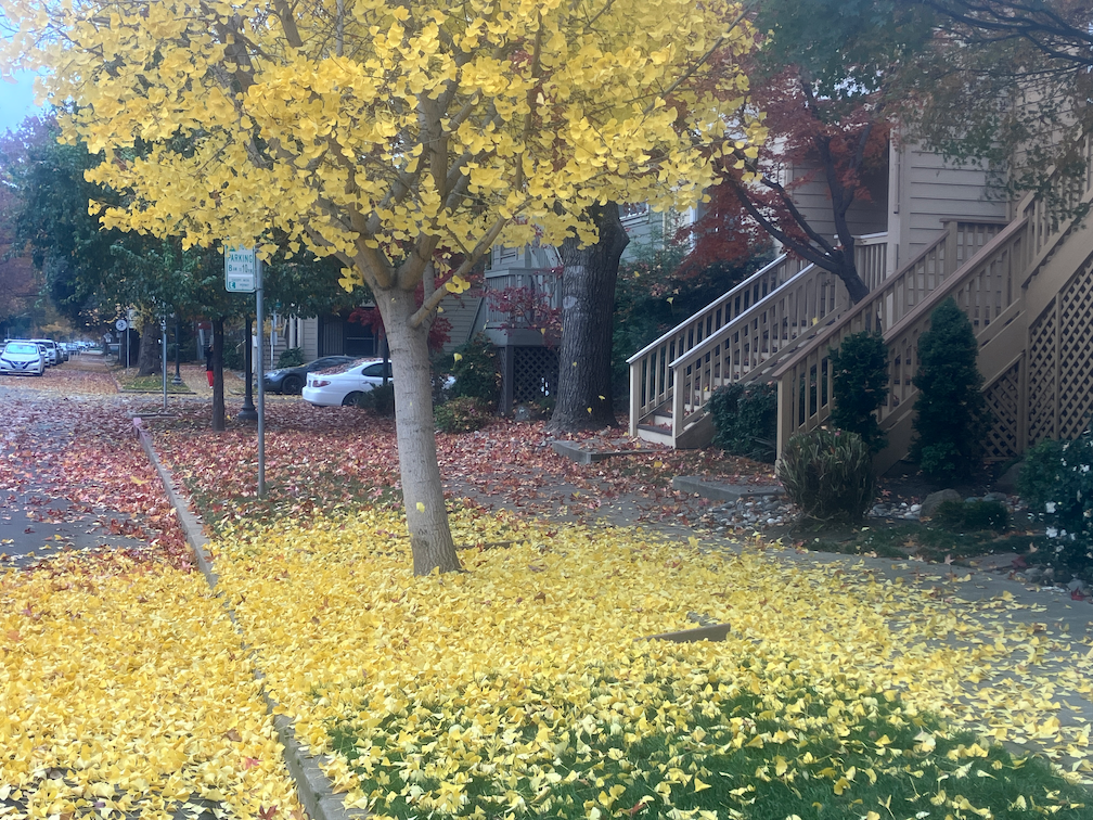 photo of ginkgo tree and leaves next to bikeway on P St